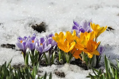 Весна пришла: первые цветы после зимней спячки сняли на видео в Краснодаре