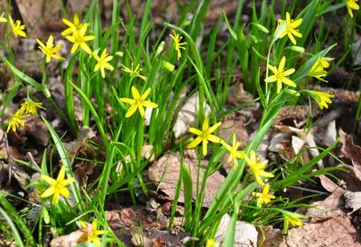 Подснежники - первые цветы весны» — создано в Шедевруме