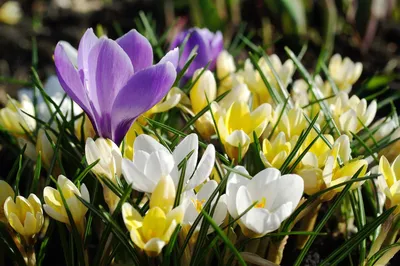 Подснежники: первые цветы после зимы - символ весны, польза и вред» —  создано в Шедевруме