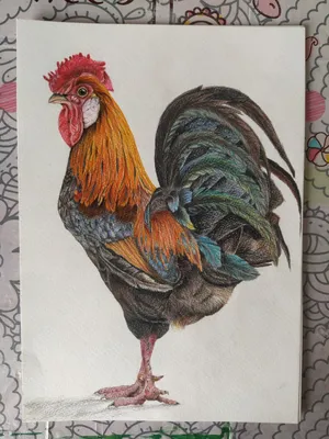 нарисовать петуха пошагово | Bird drawings, Rooster art, Chicken art