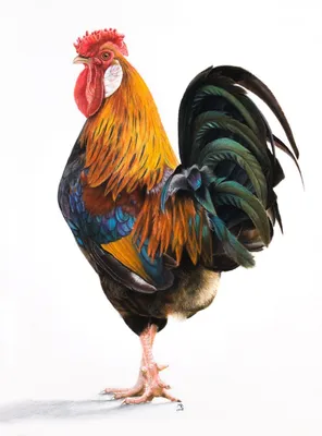 петух вырисовывает рисовку на ферме Иллюстрация вектора - иллюстрации  насчитывающей курица, характер: 261902021