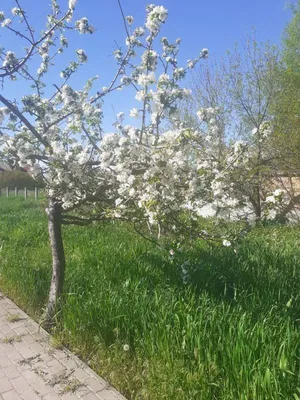 Маленькая Европа» в запорожской глубинке (фото) - Газета МИГ