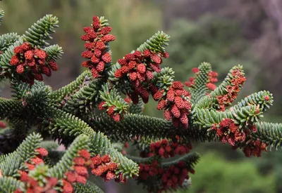 Пихта корейская (Abies koreana) - Хвойные растения весна 2024 года - купить  туи, сосны, ели.