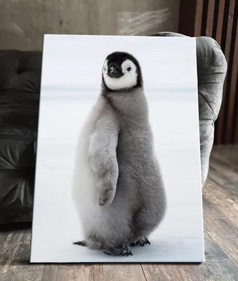 Картина на холсте (пингвина, пингвины фотографии, маленький пингвиненок,  забавные пингвины животные) 30x40 интерьерная в комнату на стену в спальню  - купить по низкой цене в интернет-магазине OZON (620950772)