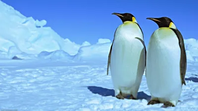 Пингвины однолюбы?🐧🐧Интересные факты о холодных обитателей | Топ ответов  на интересные вопросы | Дзен