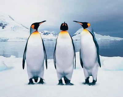 Искусственный плюшевый пингвин, игрушка, смешное морское животное, пингвин,  подарок для ребенка (25 см) | AliExpress