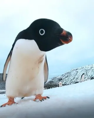 Эти забавные пингвины. | Мой волшебный мир | Дзен