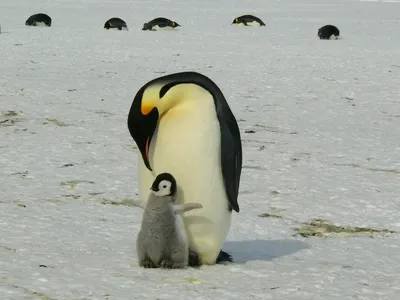 Заметать следы, чтобы не застрял пингвин: более 100 тыс. человек побывает  этой зимой в Антарктиде. | Ассоциация Туроператоров