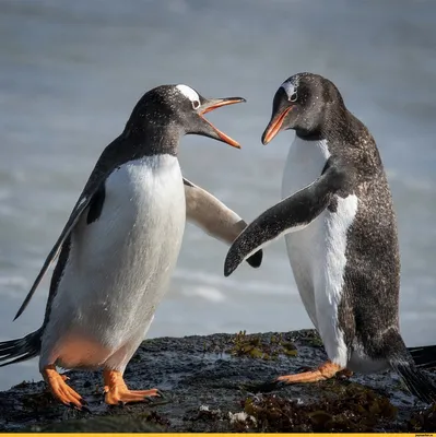 4 шт. милые Мультяшные персонажи пингвина игрушки игровой Набор Мини  мультяшный пингвин торт Топпер зимние фигурки пингвина украшение для торта  | AliExpress