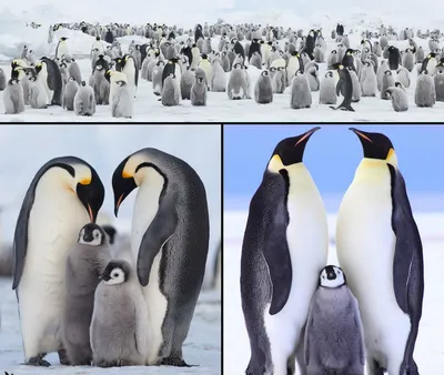 Прикольные пингвины в метро Юмор - YouTube