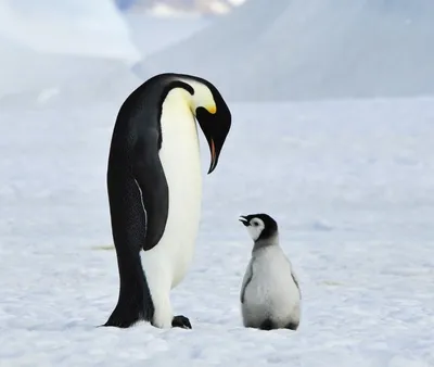 Нежные, смешные, красочные фотографии пингвинов