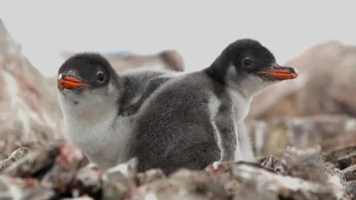 25 апреля отмечают Всемирный день пингвинов: украинские полярники  рассказали интересные факты – Рубрика
