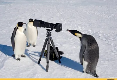ФОТОФАКТ: Забавные пингвины встречают посетителей парка в Харбине