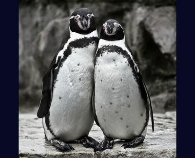 Набор Маленьких Пингвинов В Разных Позах Забавные Животные Изолированы На  Белом Фоне Иллюстрация Вектора Персонажей Мультфильма — стоковая векторная  графика и другие изображения на тему Пингвин - iStock