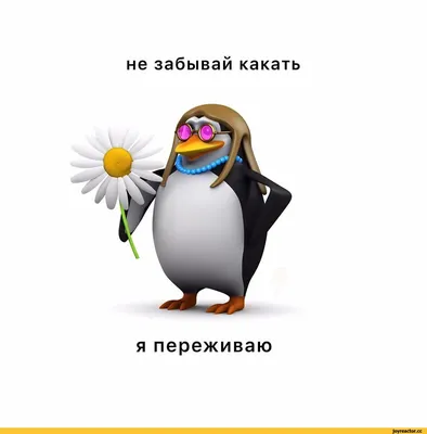 Милые и забавные пингвины | Животные | WB Guru