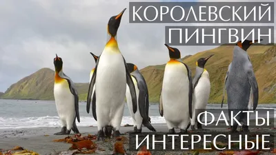 Скатерть ButtenFilm «Детская раскраска. Забавные пингвины» 110 × 120 см,  белая — купить в интернет-магазине по низкой цене на Яндекс Маркете