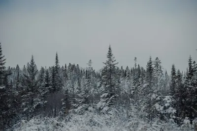Снежный лес рисунок - 65 фото
