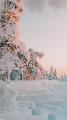 Зима , лес, Новый год, снег | Winter snow wallpaper, Iphone wallpaper  winter, Winter wallpaper