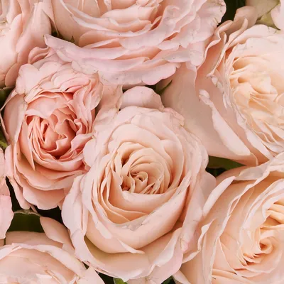 Цветы в коробке \"Пионовидные розы\" в Балашихе - Купить с доставкой по цене  от 2 890 руб. | Цветы в коробке \"Пионовидные розы\" в интернет-магазине  Ultra Flowers