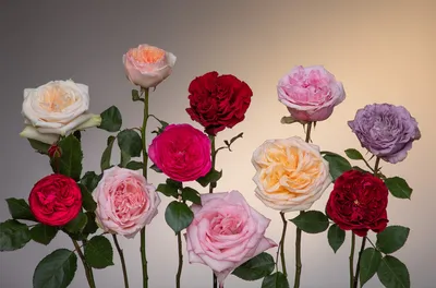 Пионовидные розы Арт.992 купить в Краснодаре