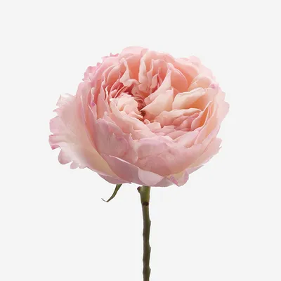Пионовидные розы Букет - Пионовидные розы