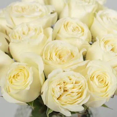 Пионовидные розы купить в Новосибирске (Академгородок) - цветочный интернет  магазин АкадемЦветы.РФ