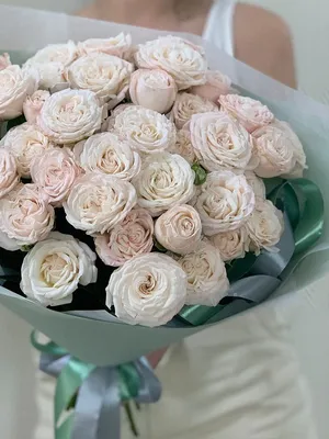 Кремовые пионовидные розы Bombastic купить в Краснодаре с доставкой