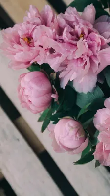 Обои на телефон•Пионы💮 | Красивые цветы, Фотография цветов, Пионы