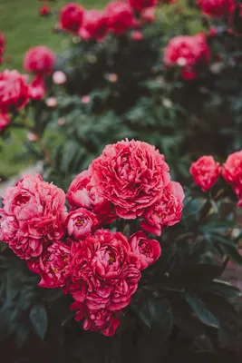 Картинка для телефона: Цветы, Пионы, Розовый, Растение, Цветение