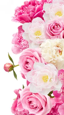 Фотографии Розы пион цветок вблизи белом фоне 1080x1920