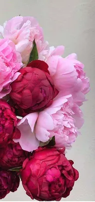 Обои телефон iphone красивые пионы | Flowers photography, Flower aesthetic,  Lovely flowers wallpaper