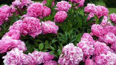 Букет из 17 нежно-розовых пионов Сара Бернар | купить недорого букет пионов  | доставка по Москве и области