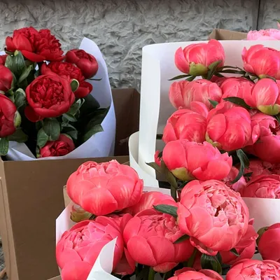 Ярко-розовые пионы – купить с бесплатной доставкой в Москве. Цена ниже!