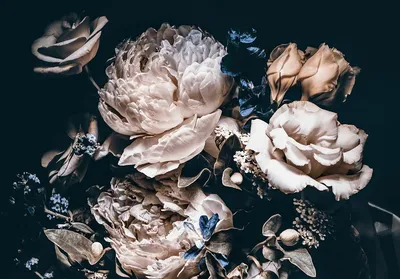 Фото букет Розы пион Лютик Цветы на черном фоне