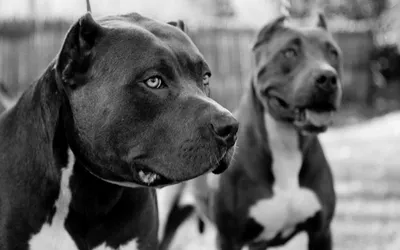 Скачать обои чёрно-белое, собаки, питбультерьер, питбуль, black and white  разрешение 1152x864 #152620