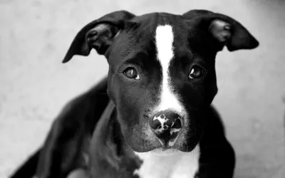 Чернобелая Собака Питбуль — стоковые фотографии и другие картинки Без людей  - Без людей, Белый, Большой - iStock
