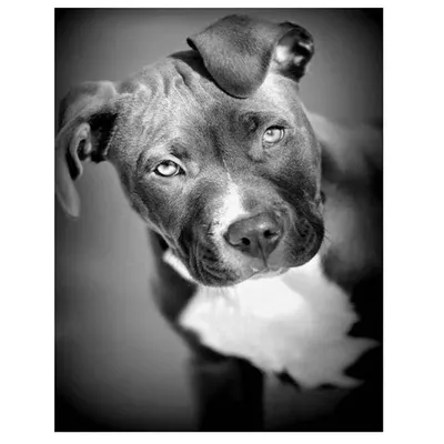 Pitbull Dog Sketch On Black Клипарты, SVG, векторы, и Набор Иллюстраций Без  Оплаты Отчислений. Image 77908609