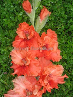 Корзина цветов \"Пламенный привет\" - заказать с доставкой недорого в  Владимире по цене 25 150 руб.