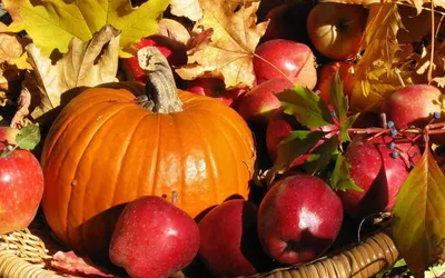 Плоды Осени — стоковые фотографии и другие картинки Без людей - Без людей,  Вегетарианское питание, Время года - iStock