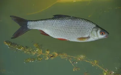 Плотва - Рыбалка в Украине