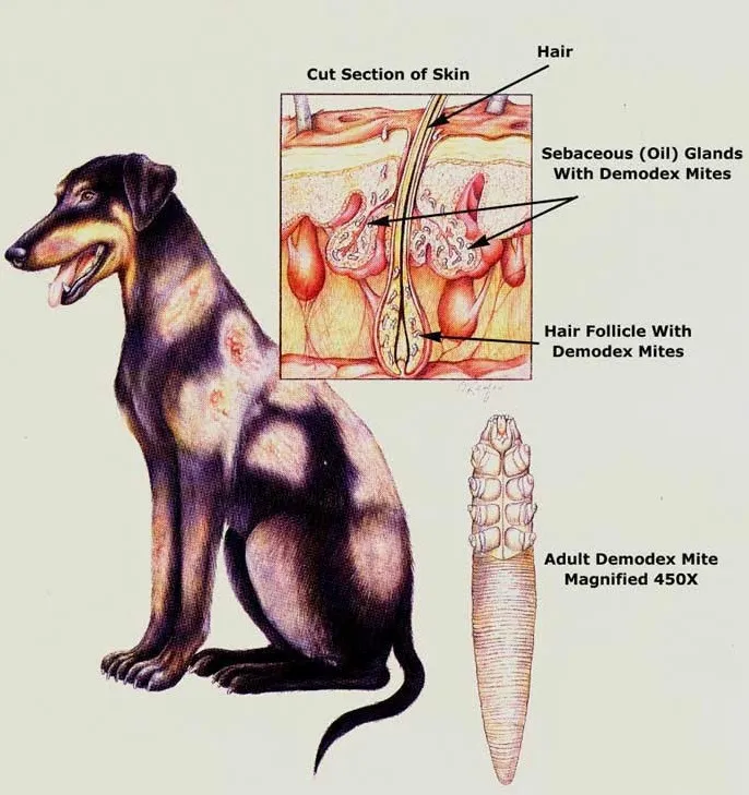 Почему собака капает. Локализованный демодекоз собак. Подкожный клещ демодекс у собак.