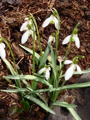 Подснежник белоснежный / Galanthus nivalis - Луковицы Подснежников - купить  недорого подснежники в Москве в интернет-магазине Сад вашей мечты