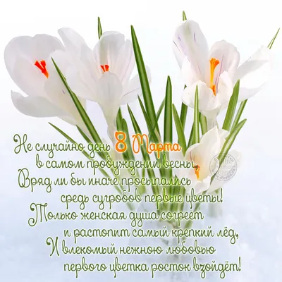 Цветущие подснежники и добрые слова поздравления с 8 марта - Скачайте на  Davno.ru
