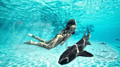 Подводный мир акул синий фон, Подводный мир, акула, морское дно фон  картинки и Фото для бесплатной загрузки