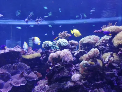 Скачать 800x1200 подводный мир, медузы, арт, рыбы, океан, волны обои,  картинки iphone 4s/4 for parallax