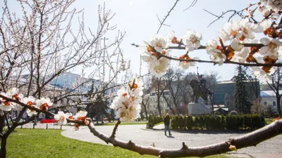 Погода в Москве 8 марта обновила рекорд тепла — РБК