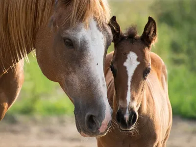 Сразу две операции по спасению лошадей провели в Казахстане