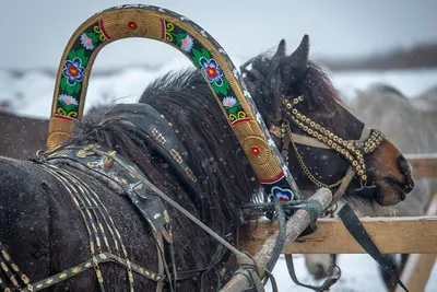 Памятка. Сап лошадей — Управление ветеринарии Ростовской области