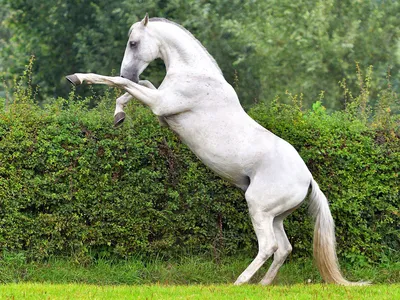 Первый в истории заводской тип казахской породы лошадей создали ученые