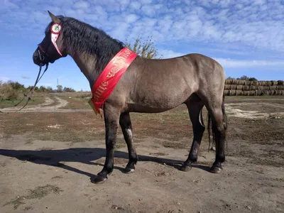 Полесская лошадь | Конюшня Табун д Тарасово
